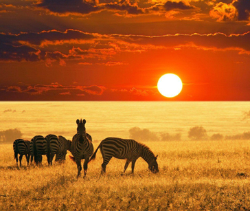 Business class flights to Africa